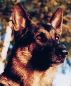 Brutus